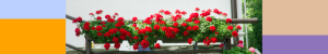 Geraniums, de bloemen die horen bij pensioen